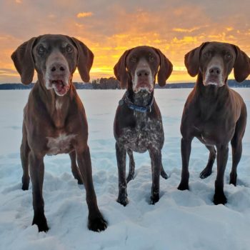 Timber (pictured middle)  Adopted 1/30/22